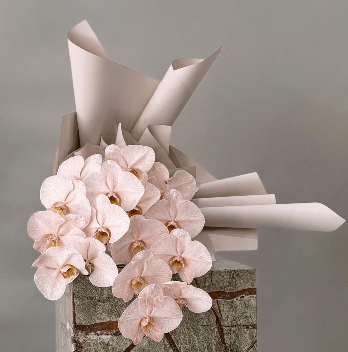 Phalaenopsis Orchid Stems