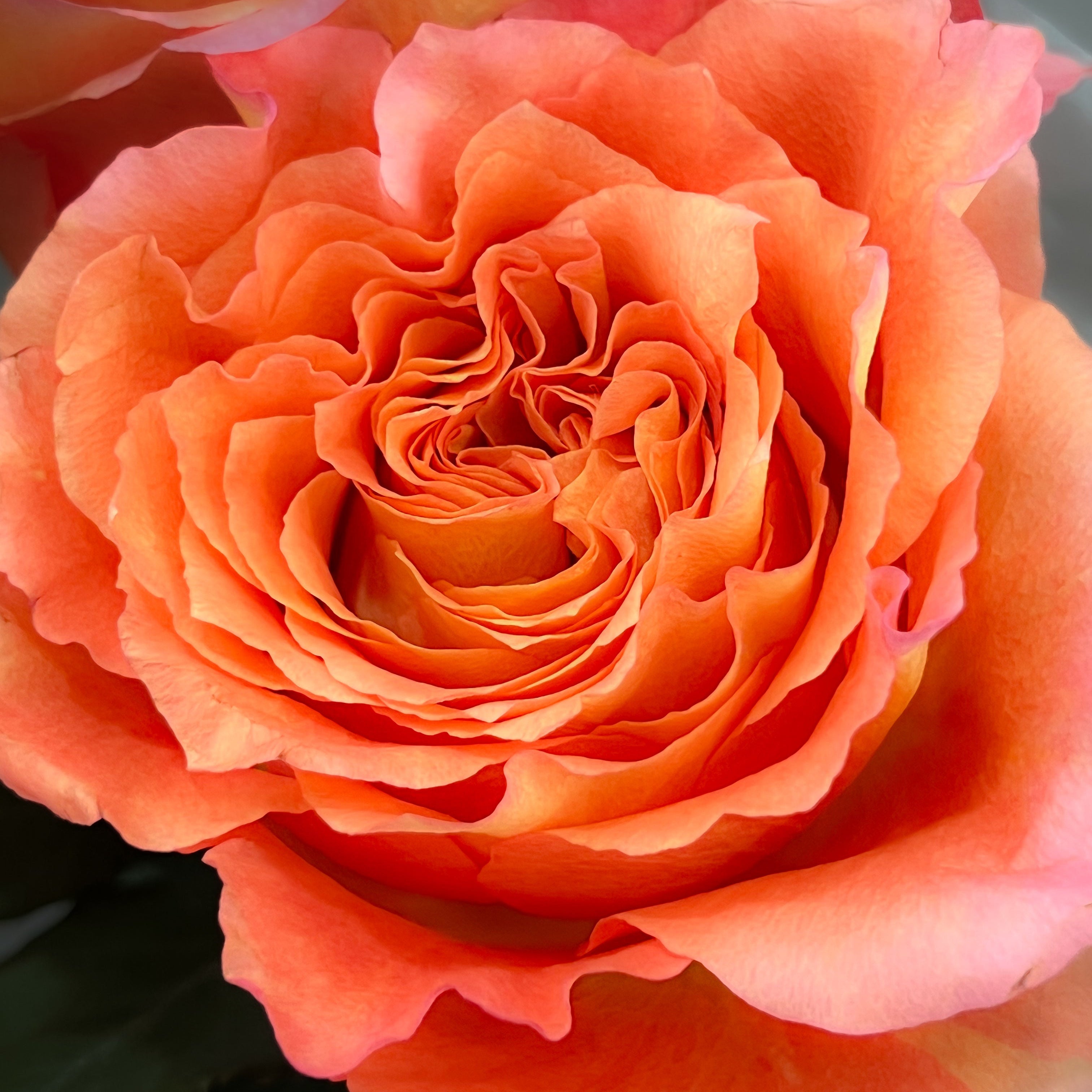 Coral rose bouquet by Maison Bloomé florist Adelaide