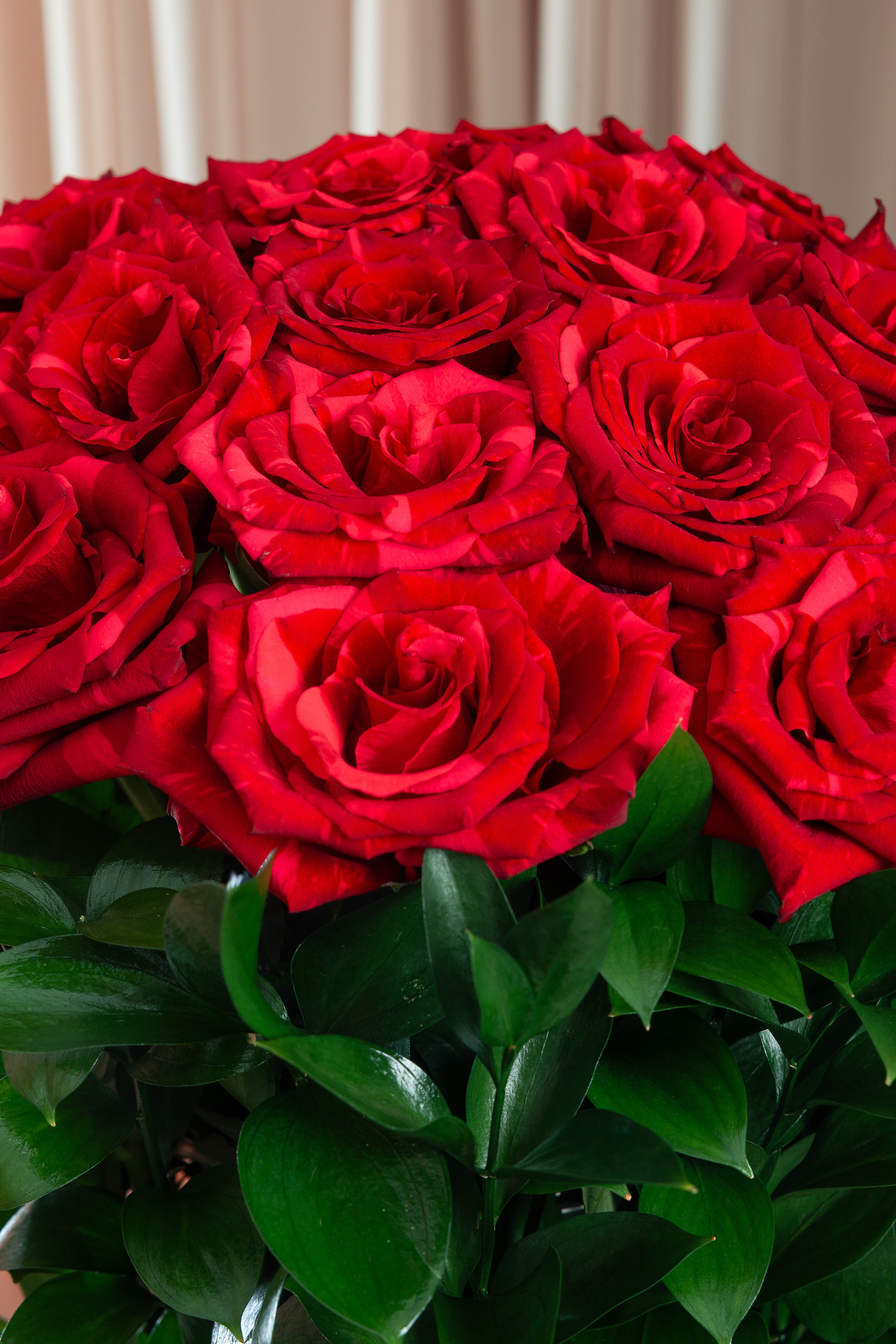 Close-up premium Ecuadorian red roses Maison Bloomé Adelaide florist