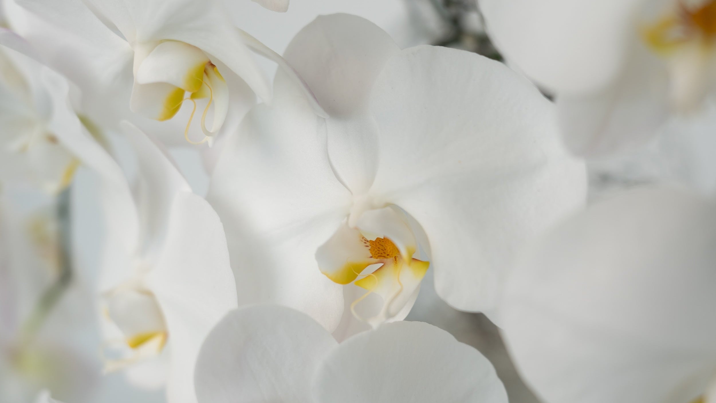 Phalaenopsis Orchid Stems