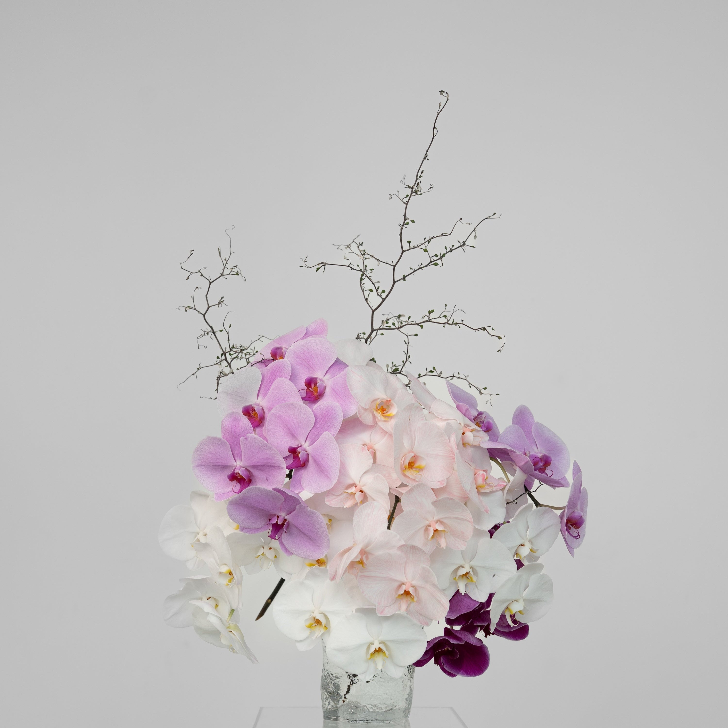 Luxury phalaenopsis orchid arrangement Maison Bloomé Adelaide florist