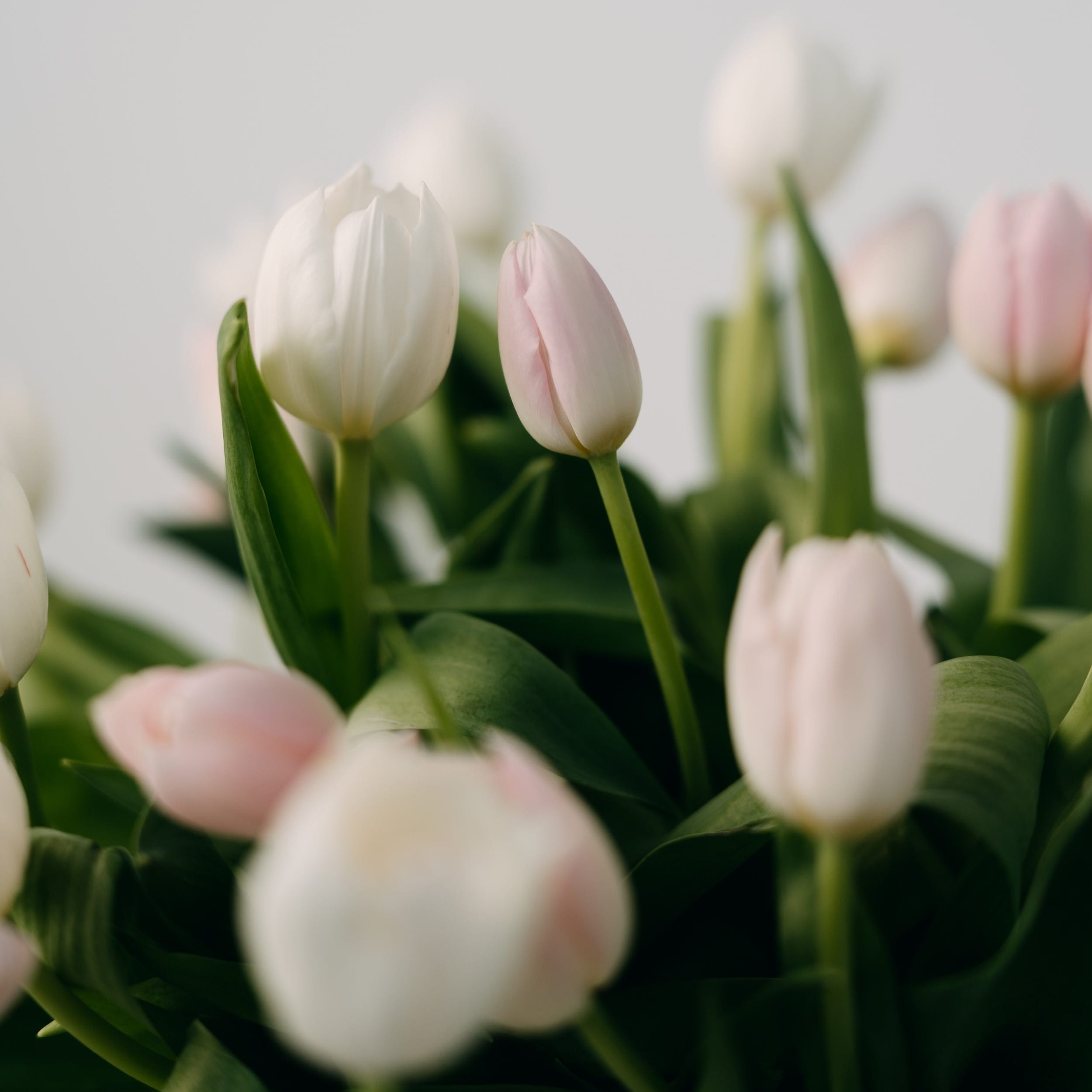 Tulip bouquet Adelaide by Maison Bloomé florist, available for same day delivery