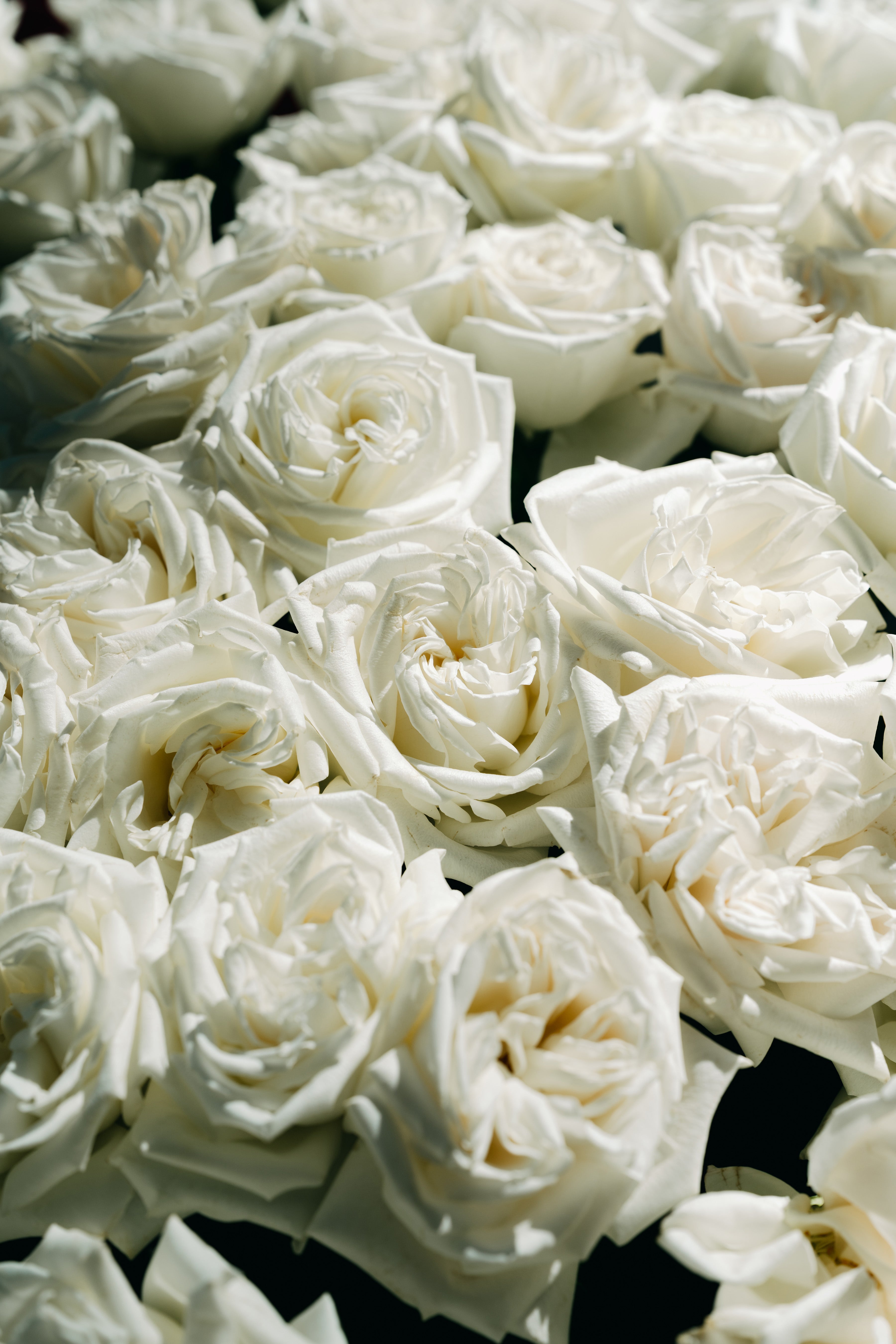 Premium white rose arrangement Adelaide florist same day delivery