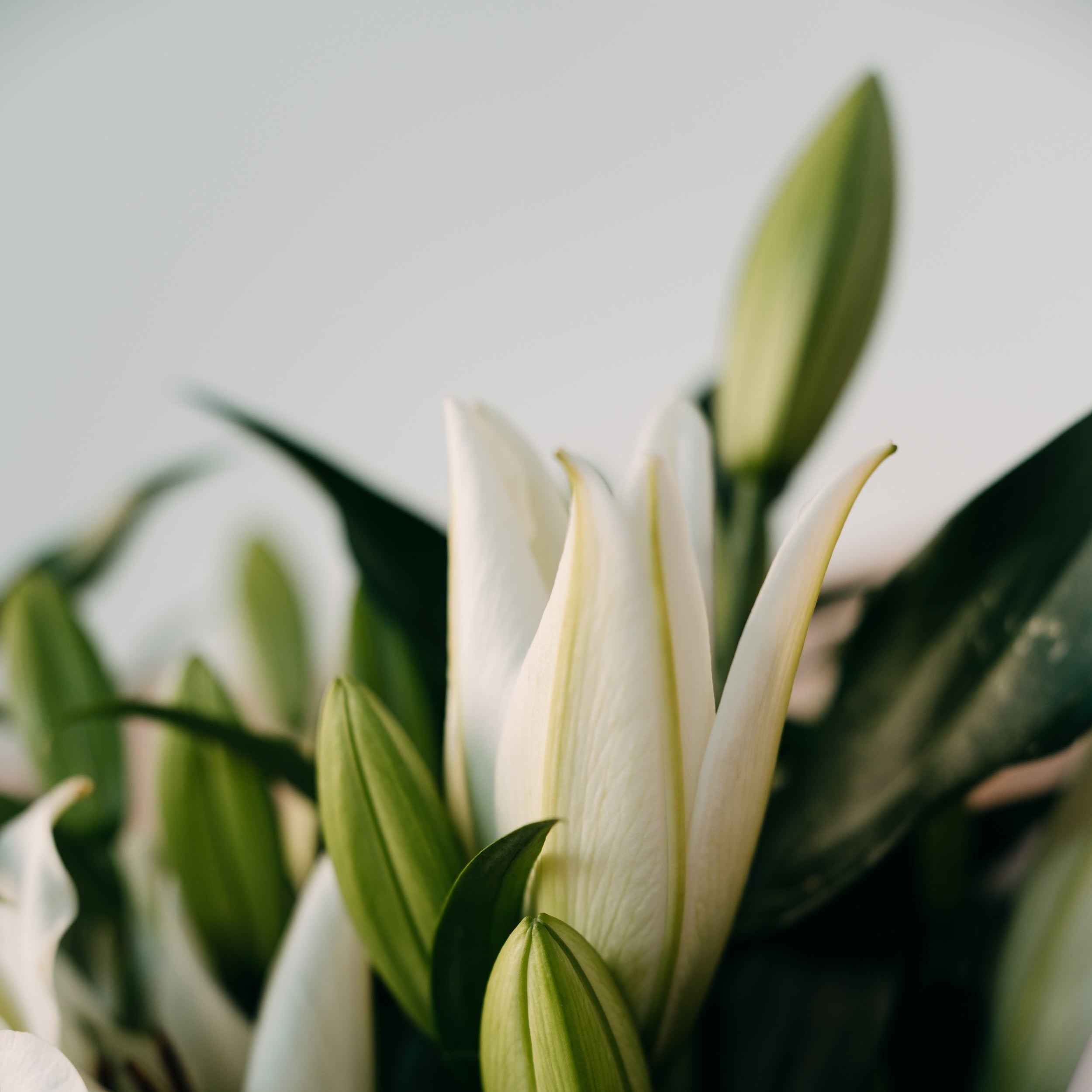 Close-up detail of elegant white lily bouquet with greenery by Maison Bloomé Adelaide florist