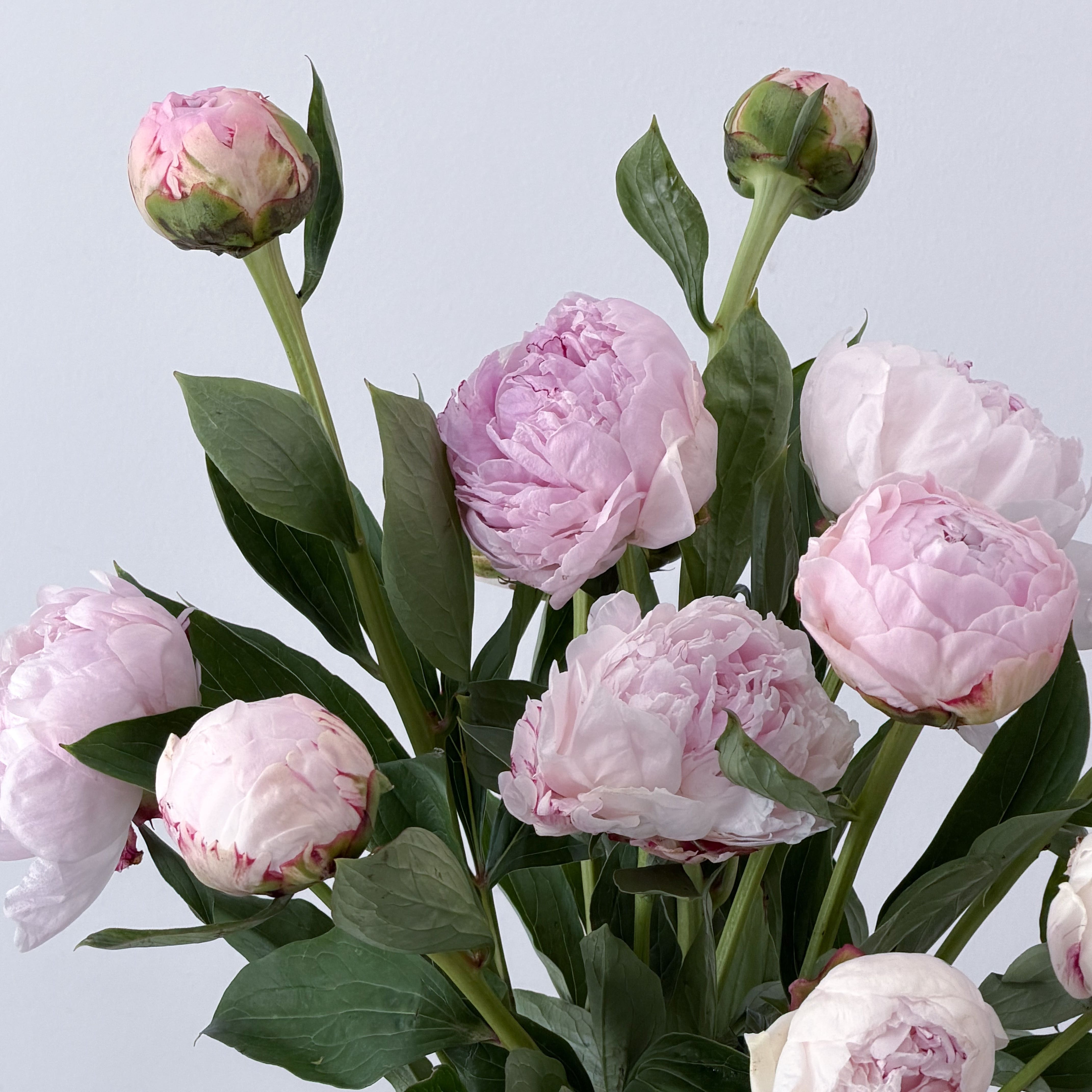 Blush Peony Bouquet