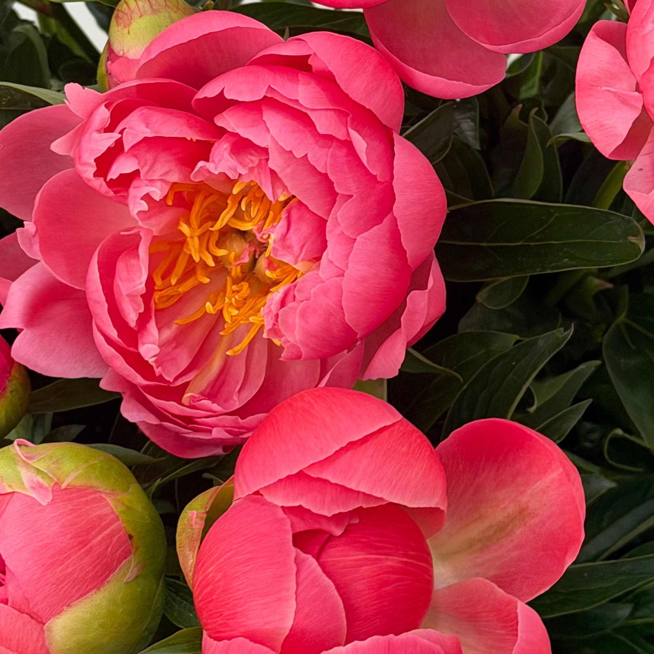 Fresh Peony Bouquets