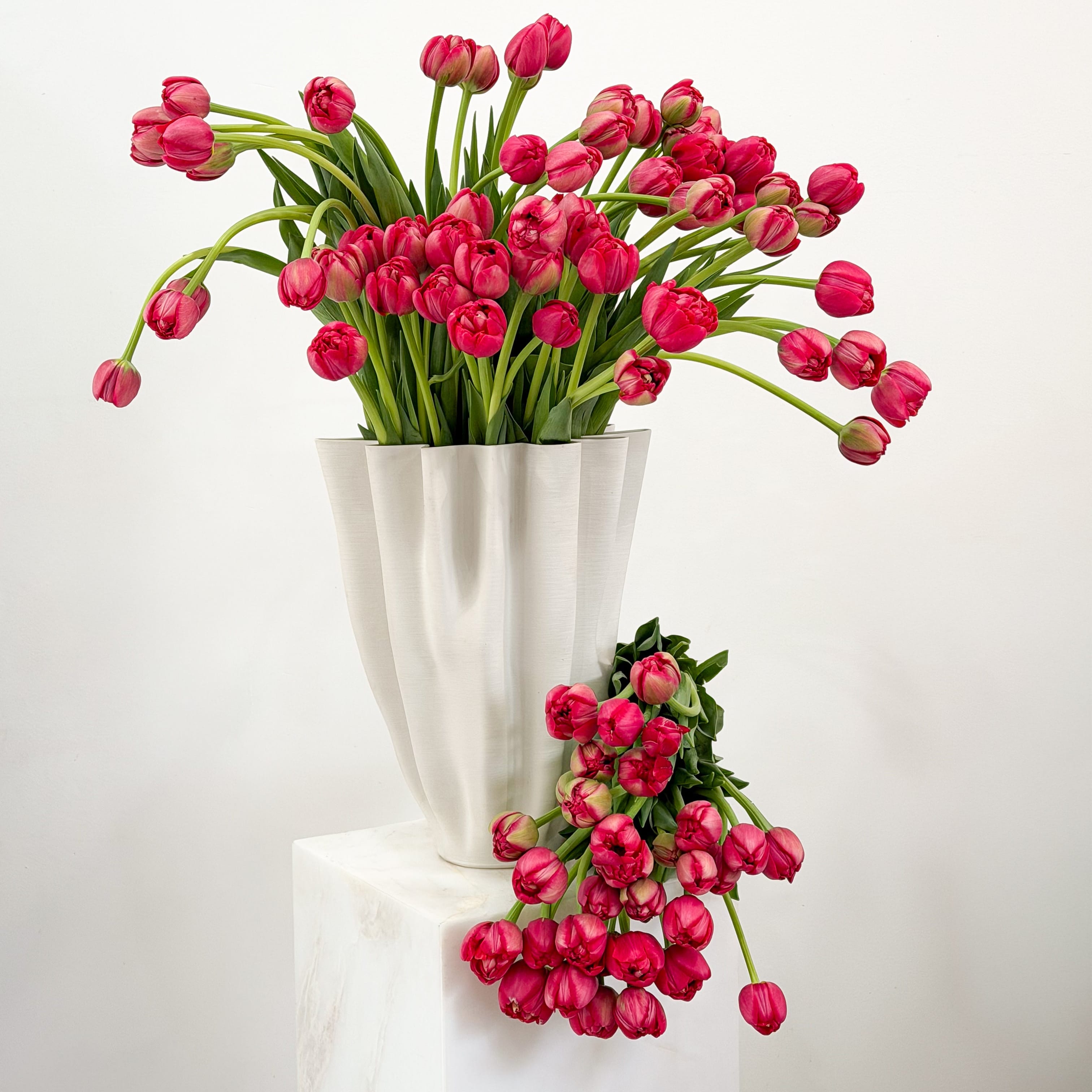 Tulip Study