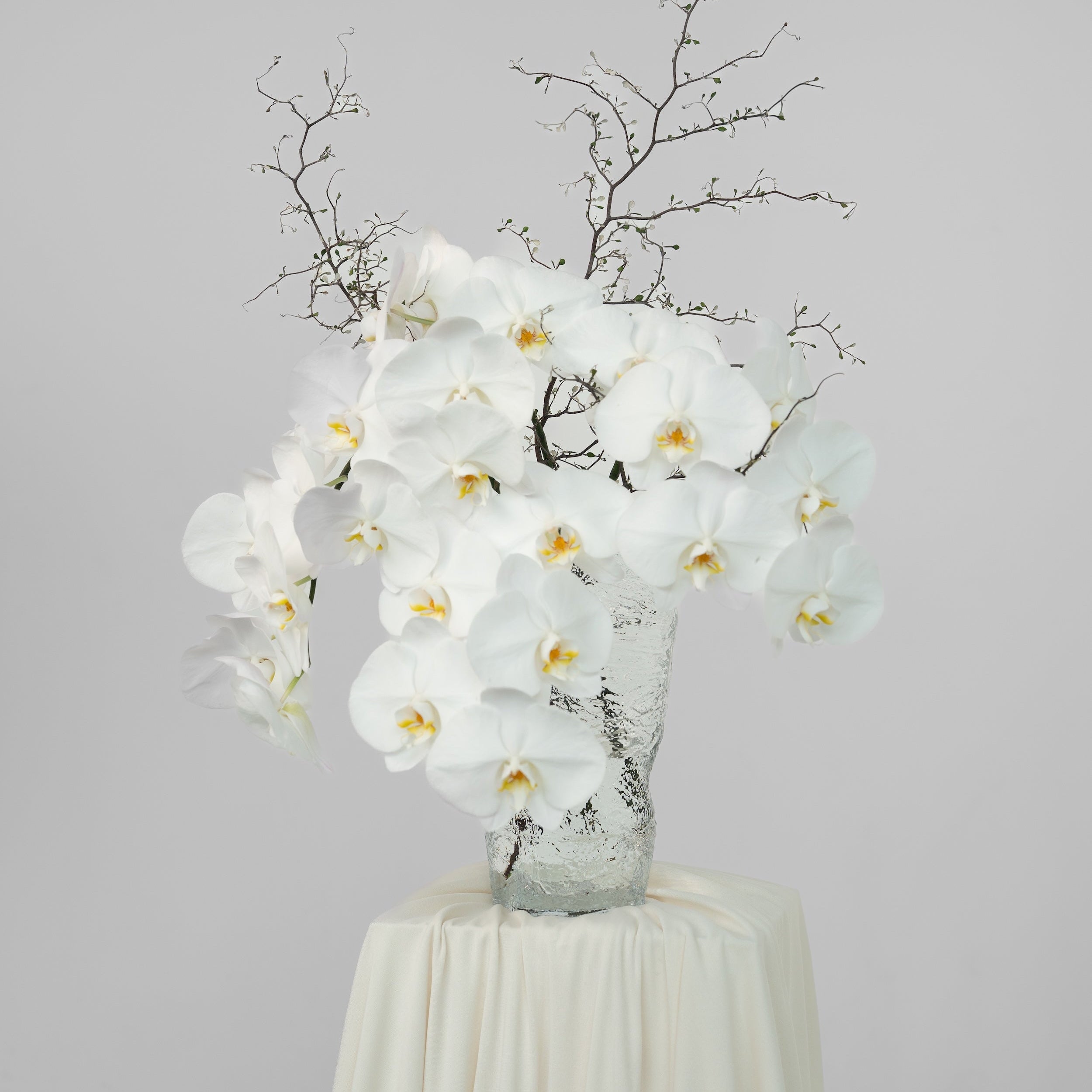 Phalaenopsis Orchid Stems