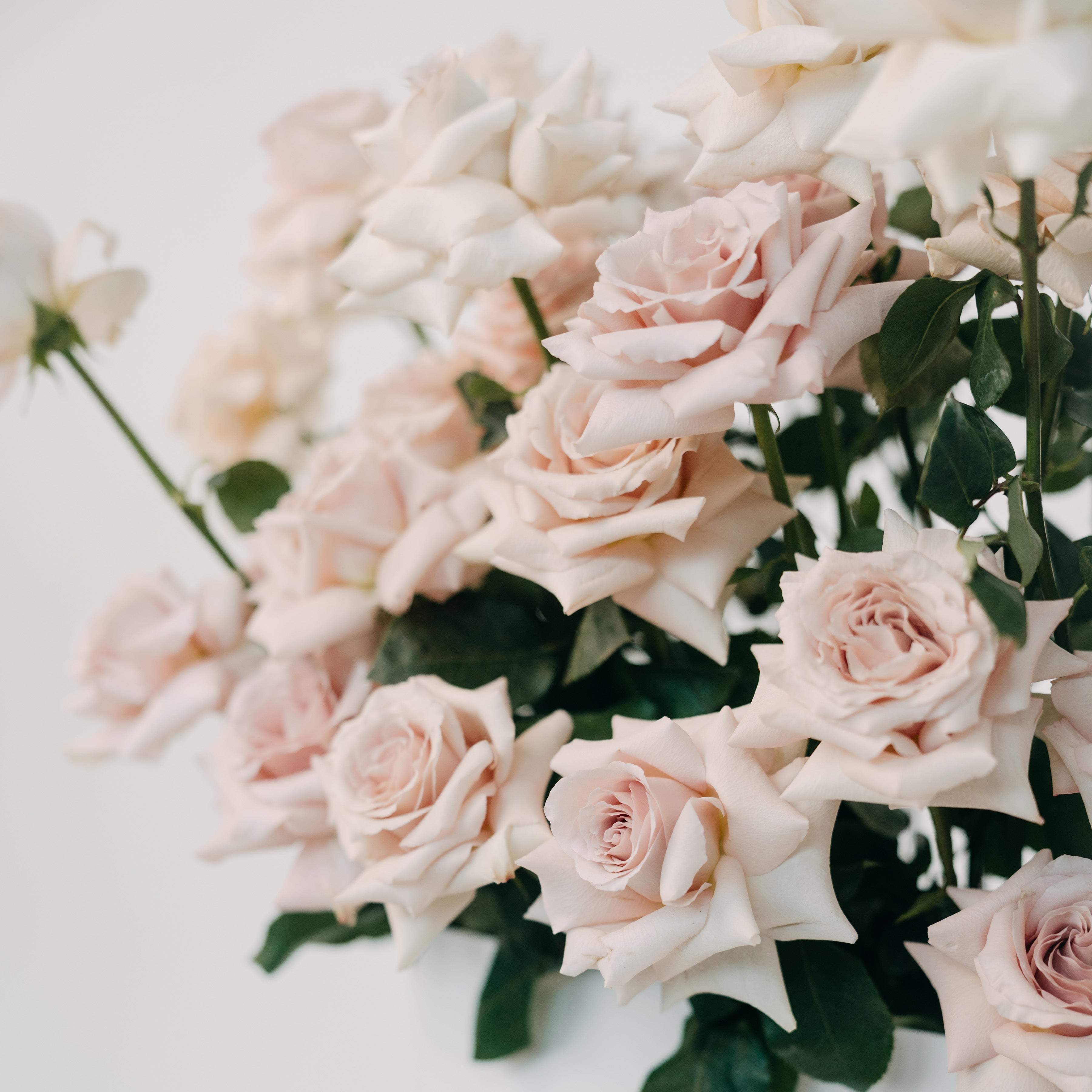 Close-up premium Ecuadorian blush roses Maison Bloomé Adelaide florist