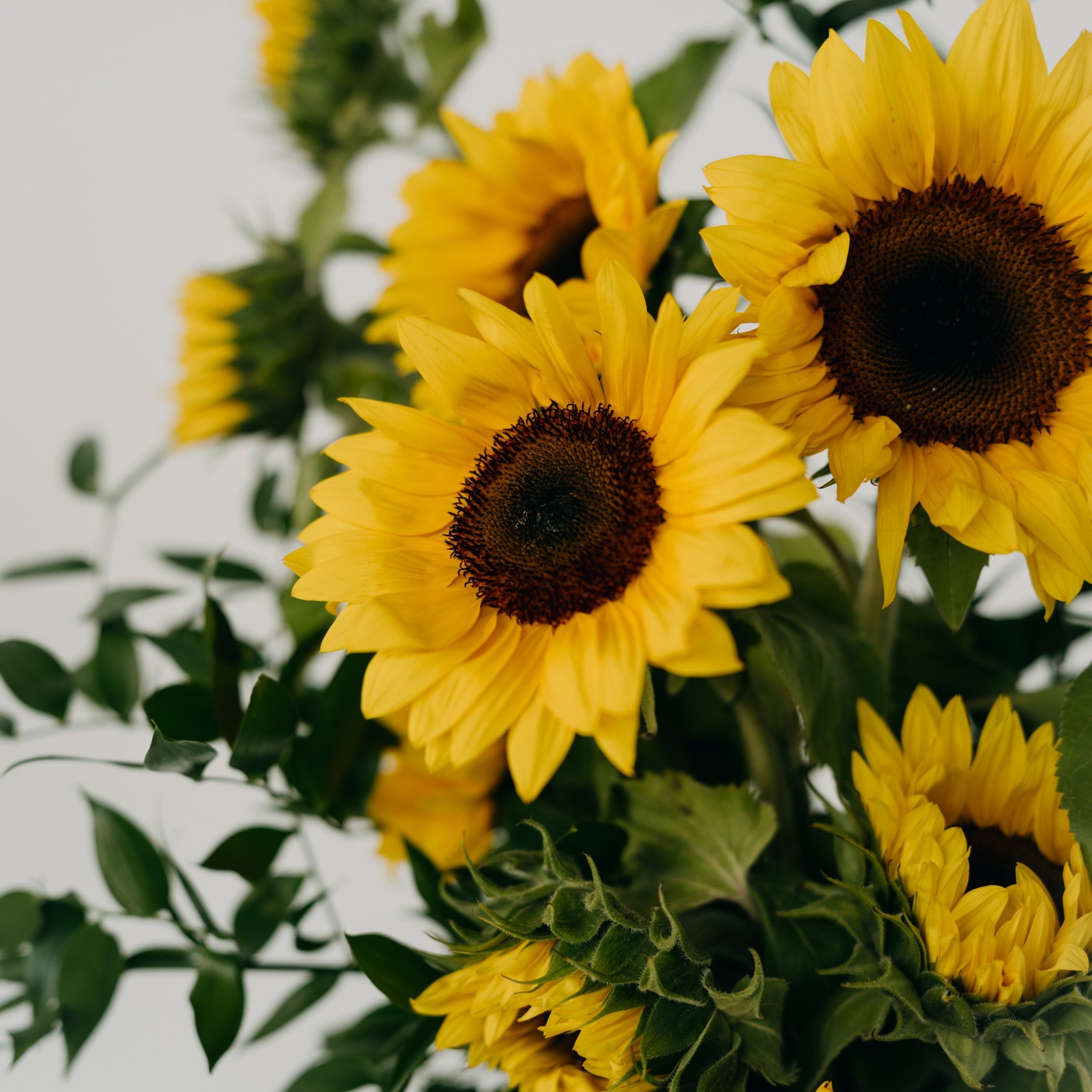 Close-up sunflower bouquet with greenery by Maison Bloomé florist Adelaide same day delivery