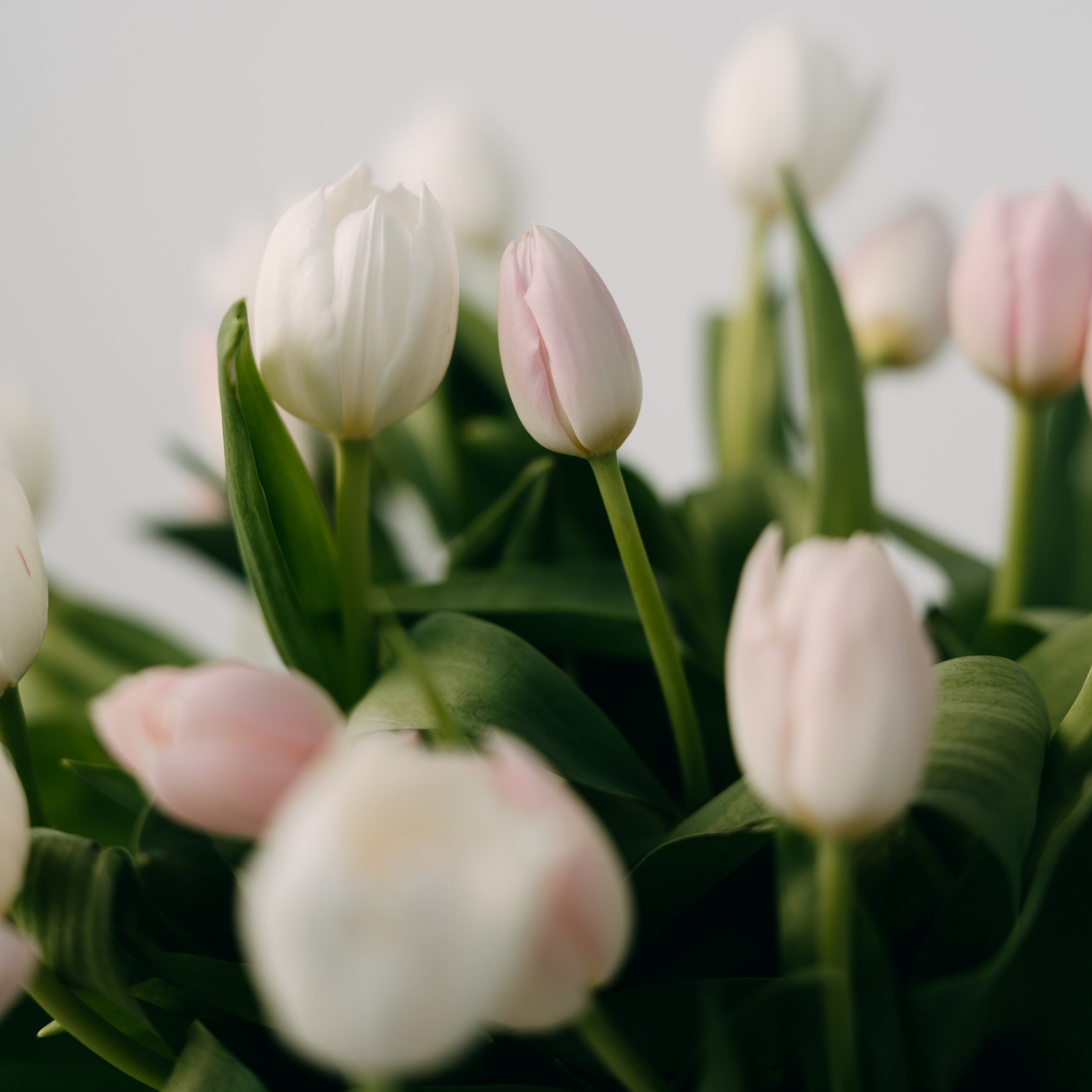 Tulip bouquet Adelaide by Maison Bloomé florist, available for same day delivery